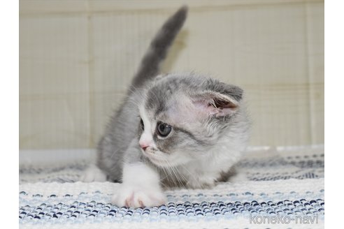 成約済の愛知県のスコティッシュフォールド(折れ耳)-89100の5枚目